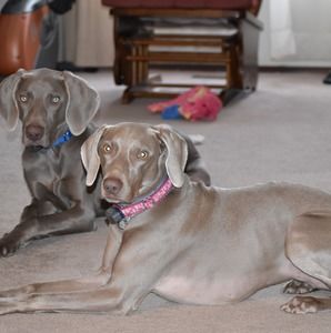 Meet your Posher, Gail